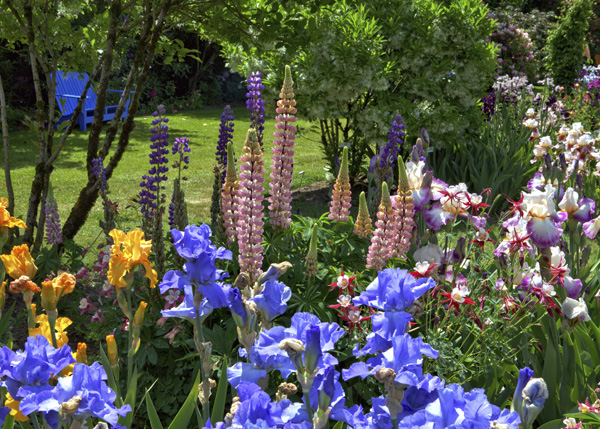 Dramatic purple stands of Iris contrast beautifully against emerald green, throughout the property.